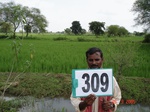 74190309a-irrigated-canal-rice-doublecrop-chickpeas.jpg