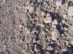 10359vp-051-Irrigated (Surface water) winter wheat-a.jpg