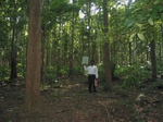 7759gt018a-forests-mature-sec-80-percent-cover.jpg