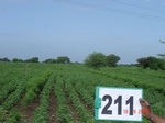 71020211b-rainfed-agriculture-mixedcrop-cotton-dominant-gram.jpg