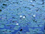 2012-10-04_13-59-45_NC-BR-2-Lillies.JPG