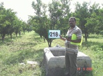 127810218d-irrigated-supplemental-groundwater-tubewell-orange-orchard.gif