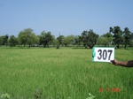 74150307c-irrigated-supplemental-groundwater-rice.jpg