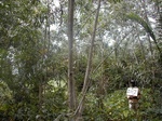 12030GT287_eucalyptus.JPG