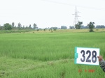 74880328c-irrigated-canal-rice.jpg
