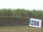 130220286b-irrigated-supplemental-groundwater-sugarcane.gif