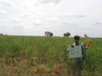 7953gt83a_mixed_cropland_grains_maize.jpg