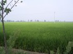 4492007-08-05_08-48-34_small.jpg