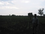 7986gt99acropland_sunflower.jpg