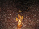 14901IMG_5295.JPG
