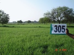74080305c-irrigated-supplemental-groundwater-rice.jpg