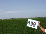 70690199a-irrigated-supplemental-groundwater-rice.jpg