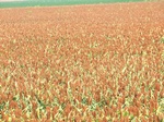 2012-08-30_11-29-24_CIMG4201.JPG