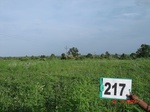 127760217b-rainfed-agriculture-soyabean.gif