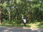 7756gt017b-forests-mature-sec.jpg