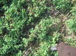 8140vp-018-irrri-alfaalfa-sw-1a.jpg
