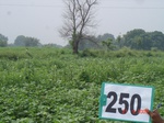 72250250b-rainfed-agriculture-cotton-gram.jpg