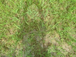 1797520090629_gt01a_Agriculture_Rice_Irrigated_Triple_Continous.JPG