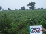 72310252a-rainfed-agriculture-cotton.jpg
