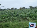 71460225c-rainfed-agriculture-mixedcrop-cotton-sorghum-gram.jpg