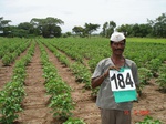 70240184a-rainfed-agriculture-millet-dominant-cotton-greengram.jpg