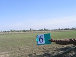 11429006-irrigated-wheat-sw-1a.jpg
