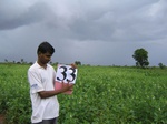 827333-cropland-sesamum-a.jpg