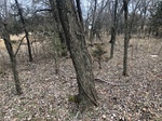 2020-10-30_10-44-36_Lake Arcadia Feb 15_2020_Wood_East.jpg