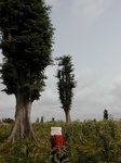 11926_Adansonia_GT67.JPG
