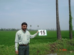 12585015a-irrigated-canal-rice-delta.gif