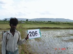 70880206a-irrigated-canal-rice.jpg