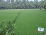 133100367c-irrigated-canal-rice-doublecrop-plantation-coconut.gif
