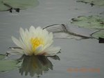 2017-09-12_16-47-02_Buffalo Creek, water lily ,  Farmville Va.JPG