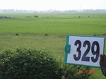 74900329b-irrigated-canal-rice.jpg