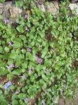 15483IMG_4553.JPG