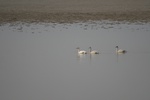 4163IMG_8800.JPG