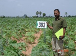 62340392a-rainfed-agriculture-castrol.jpg