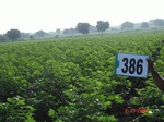 76760386a-rainfed-agriculture-cotton.jpg
