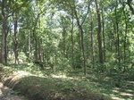 9242gt011c-forests-Y&M-teak.gif