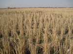 8588IMG_0387.JPG