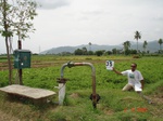 6195035c-irrigated-supplemental-groundwater-mixedcrop-sugarcane-maize-millet-doublecrop.jpg