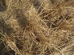 3306R0017340.JPG