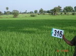 74470316a-rainfed-agriculture-rice.jpg