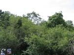834458-forest-dry-mudunagal-sanctuary-b.jpg