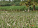 6203037d-irrigated-supplemental-groundwater-sugarcane-millet-sorgum-doublecrop.jpg