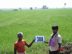 76840388c-irrigated-supplemental-tank-rice.jpg