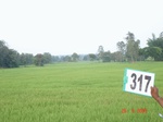 74520317b-irrigated-canal-rice-doublecrop.jpg