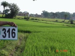 74490316c-rainfed-agriculture-rice.jpg