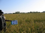 8009021-irri-rice-sw--saline-1b.jpg