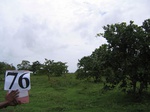 838776-plantation-cashew-b.jpg